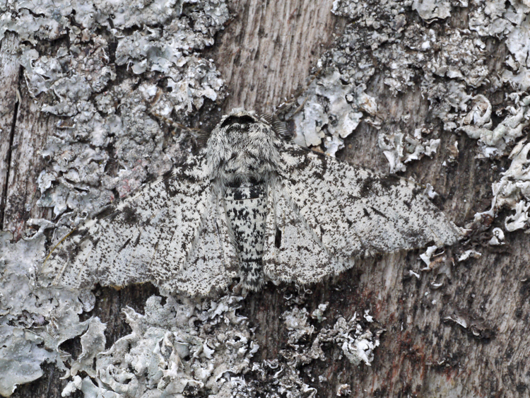 Peppered Moth Natural Selection Activity Peppered Moth Natural Selection Activity